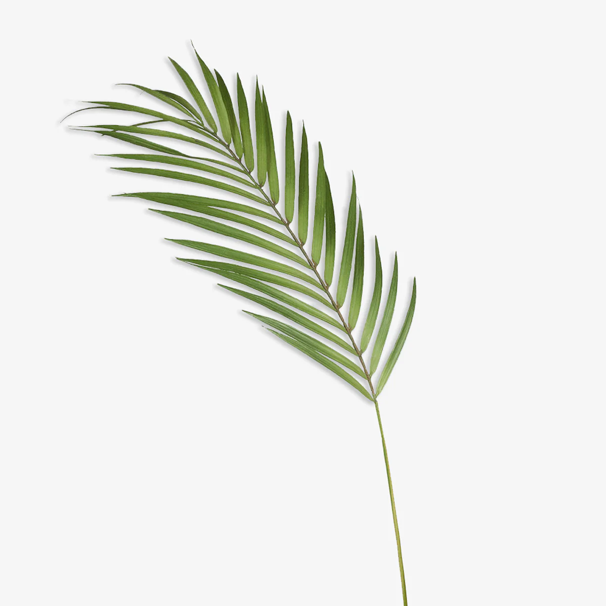 Artificial Leaf Phoenix Palm Green