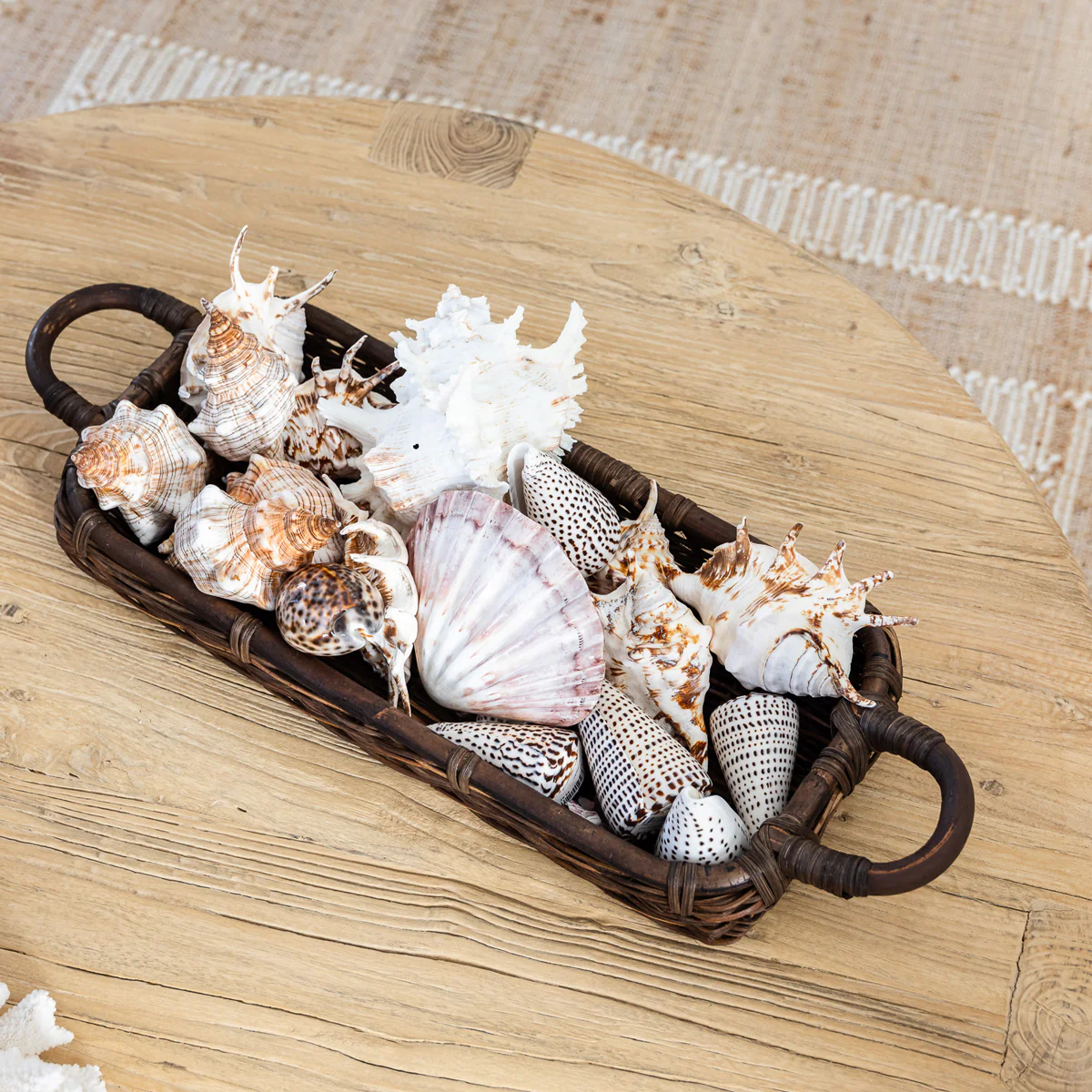 Cowrie Tiger Shell (8cm) - Image 2