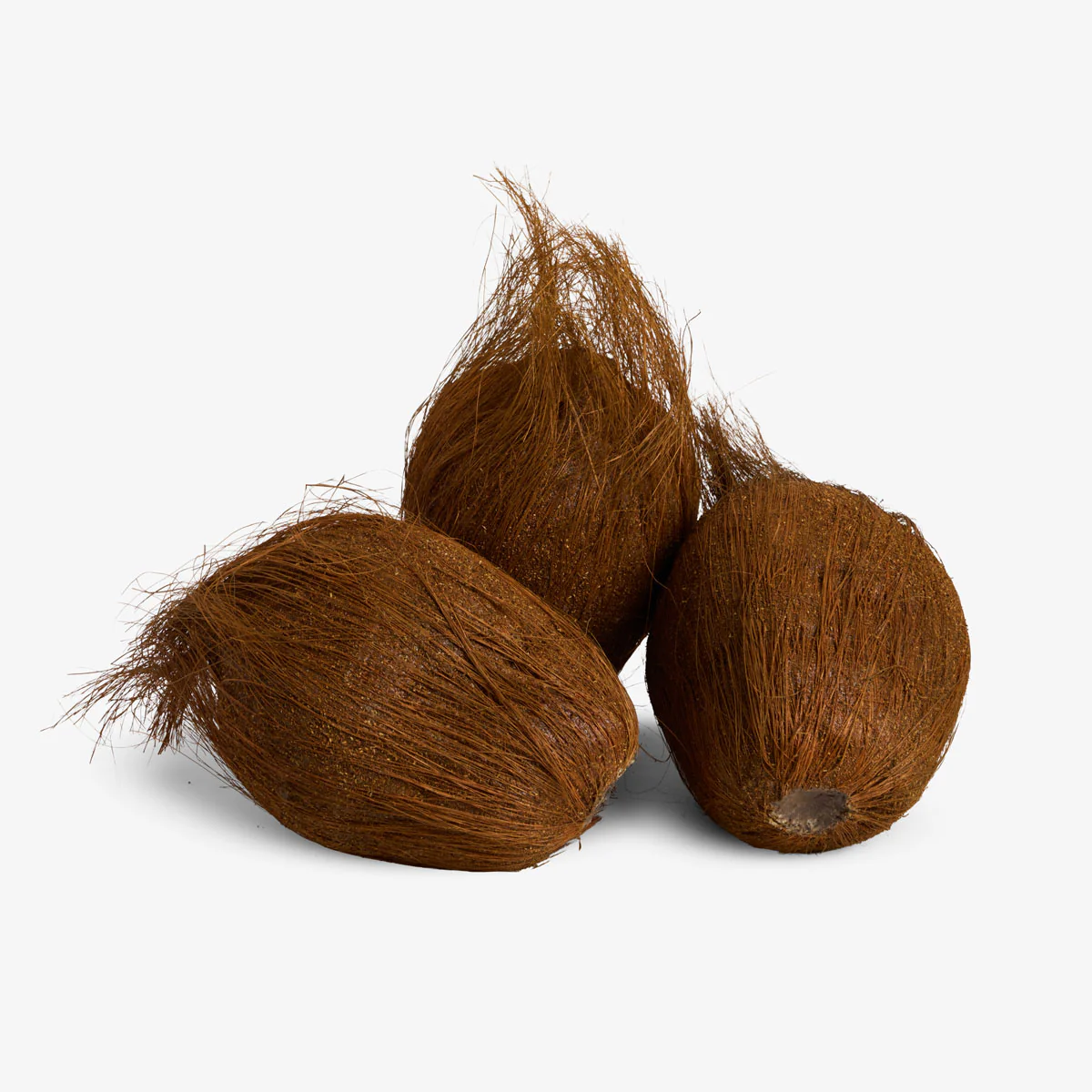Decorative Artificial Coconut - Image 2