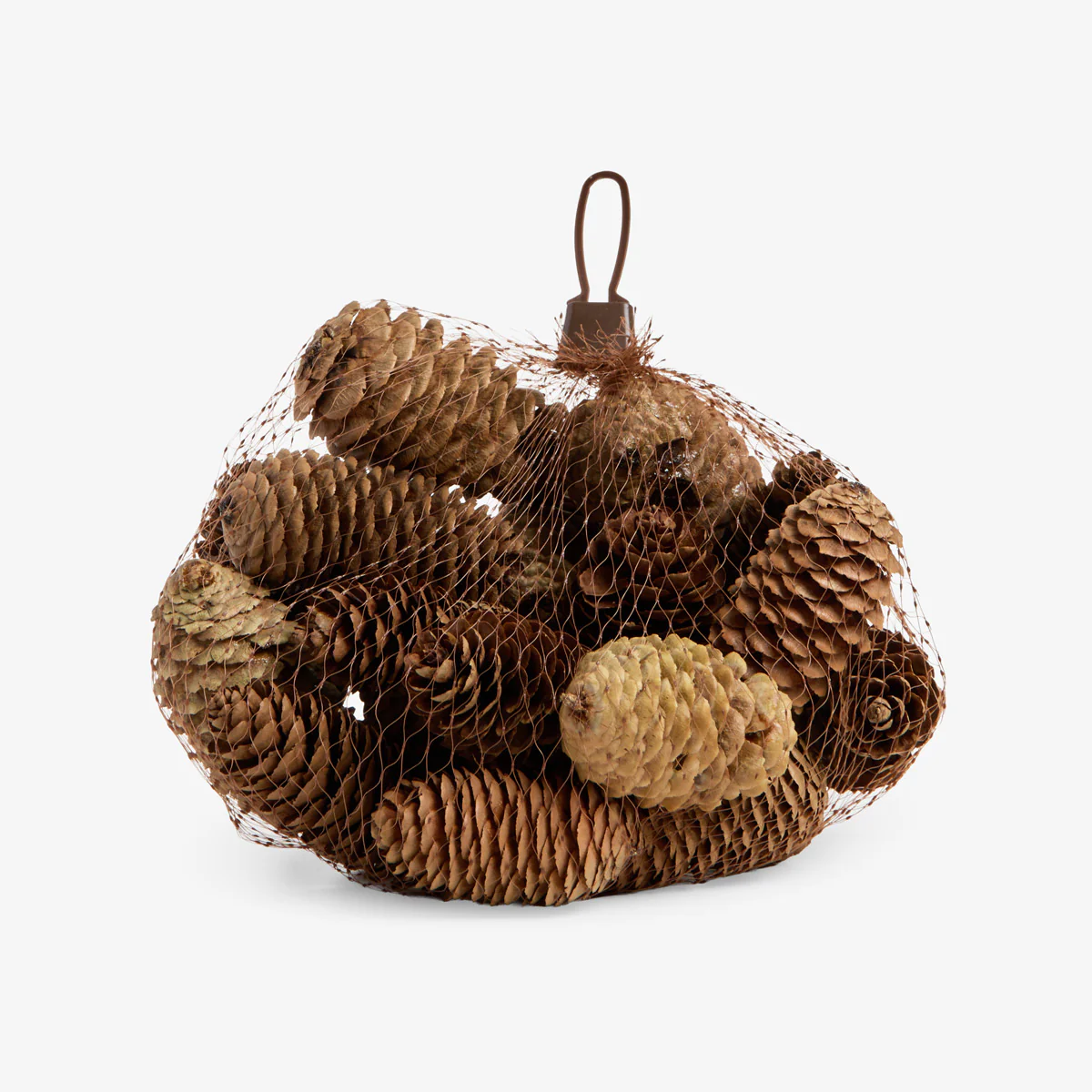 Dragon Spruce Pinecones (Long)