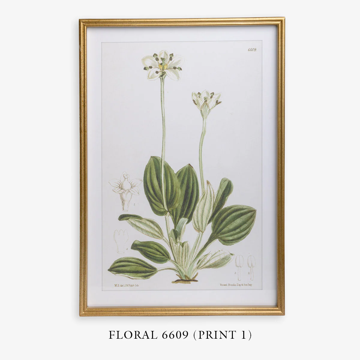 Floral 6651 (Print 4) - Image 4
