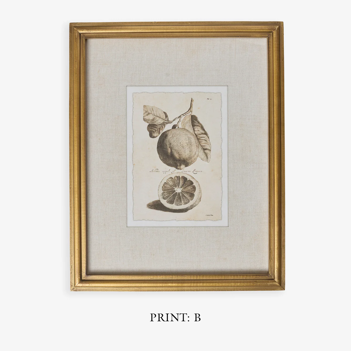 Lemons In Gold Frame (Print A) - Image 5