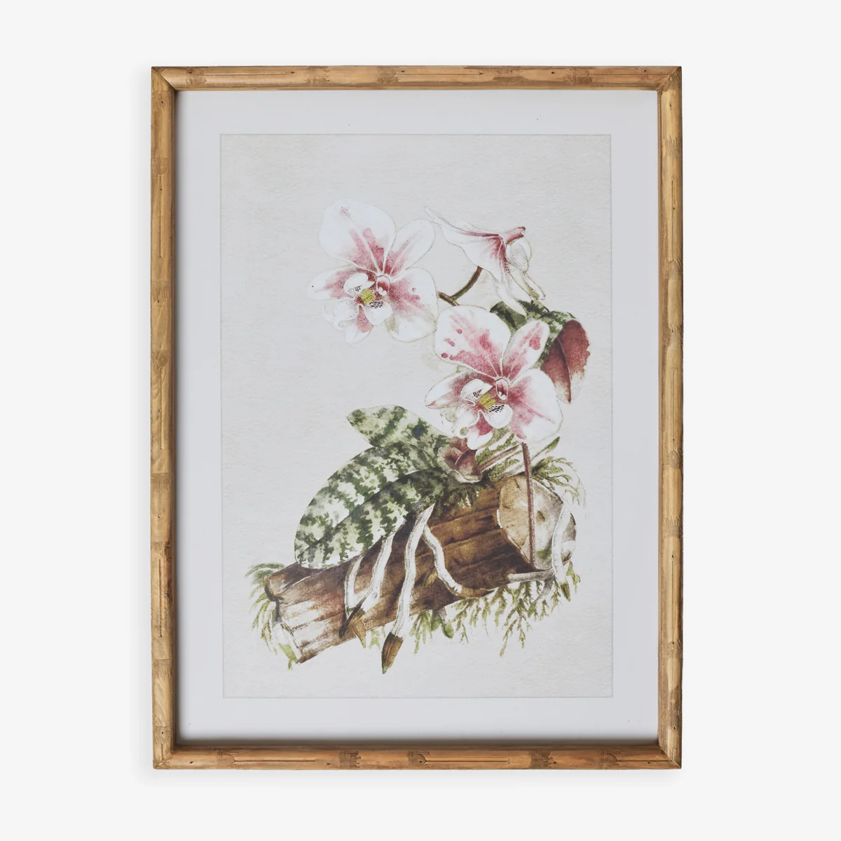 Moth Orchid In Bamboo Frame (Print A)