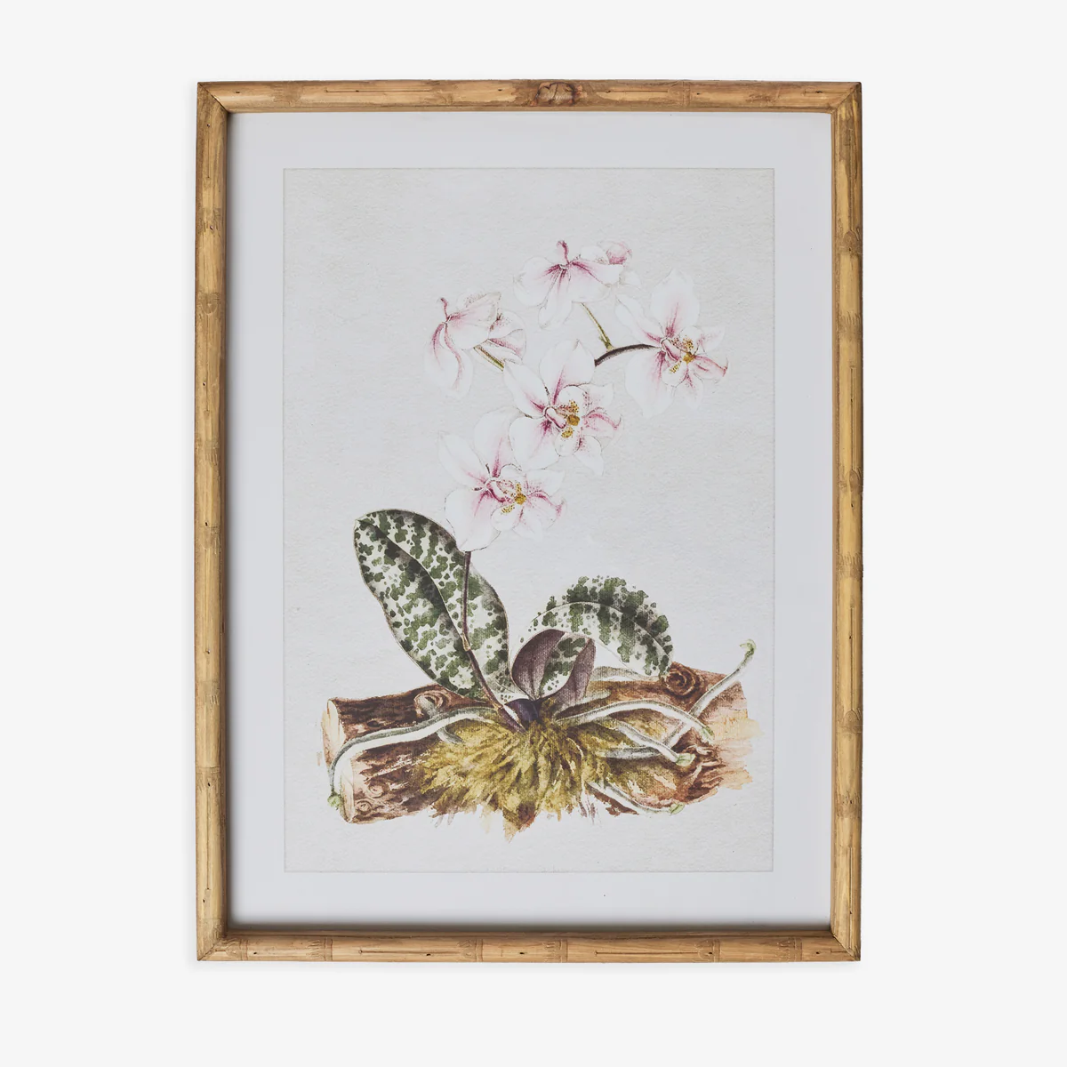 Moth Orchid In Bamboo Frame (Print B)