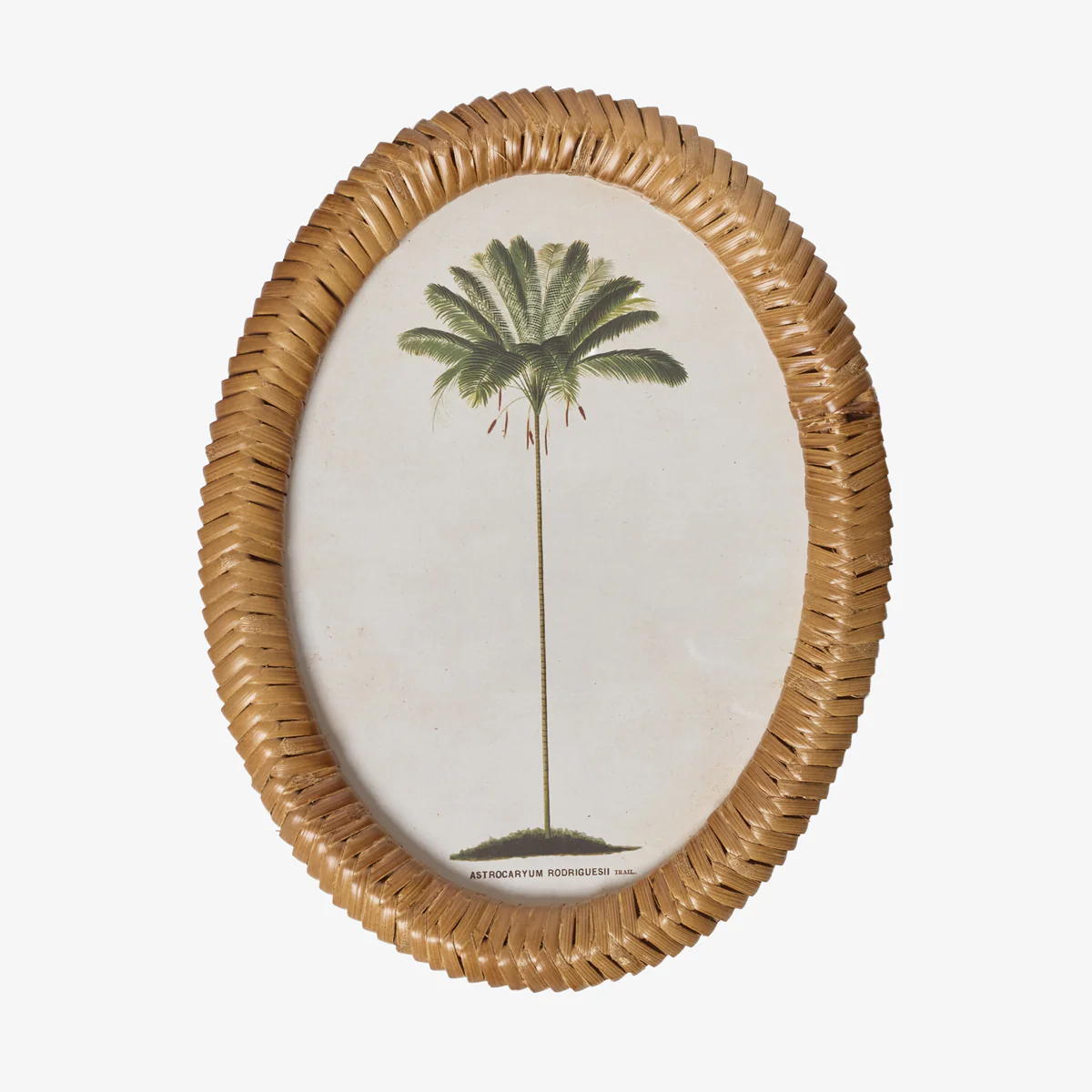 Palm Tree In Oval Rattan Frame (Print D)