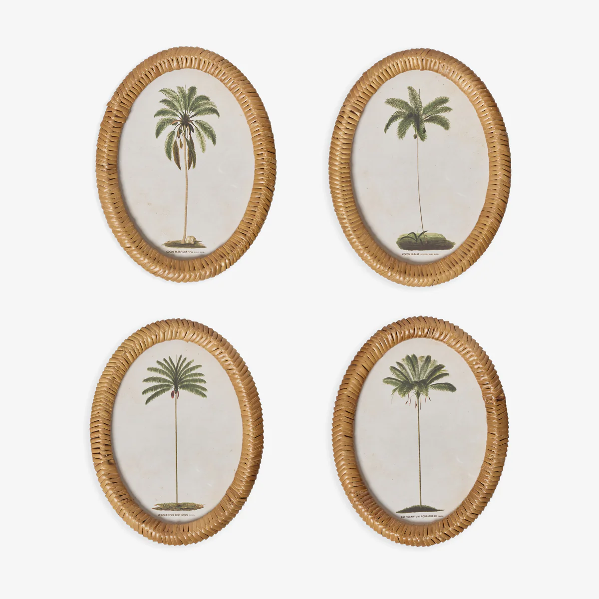 Palm Tree In Oval Rattan Frame (Print C) - Image 2