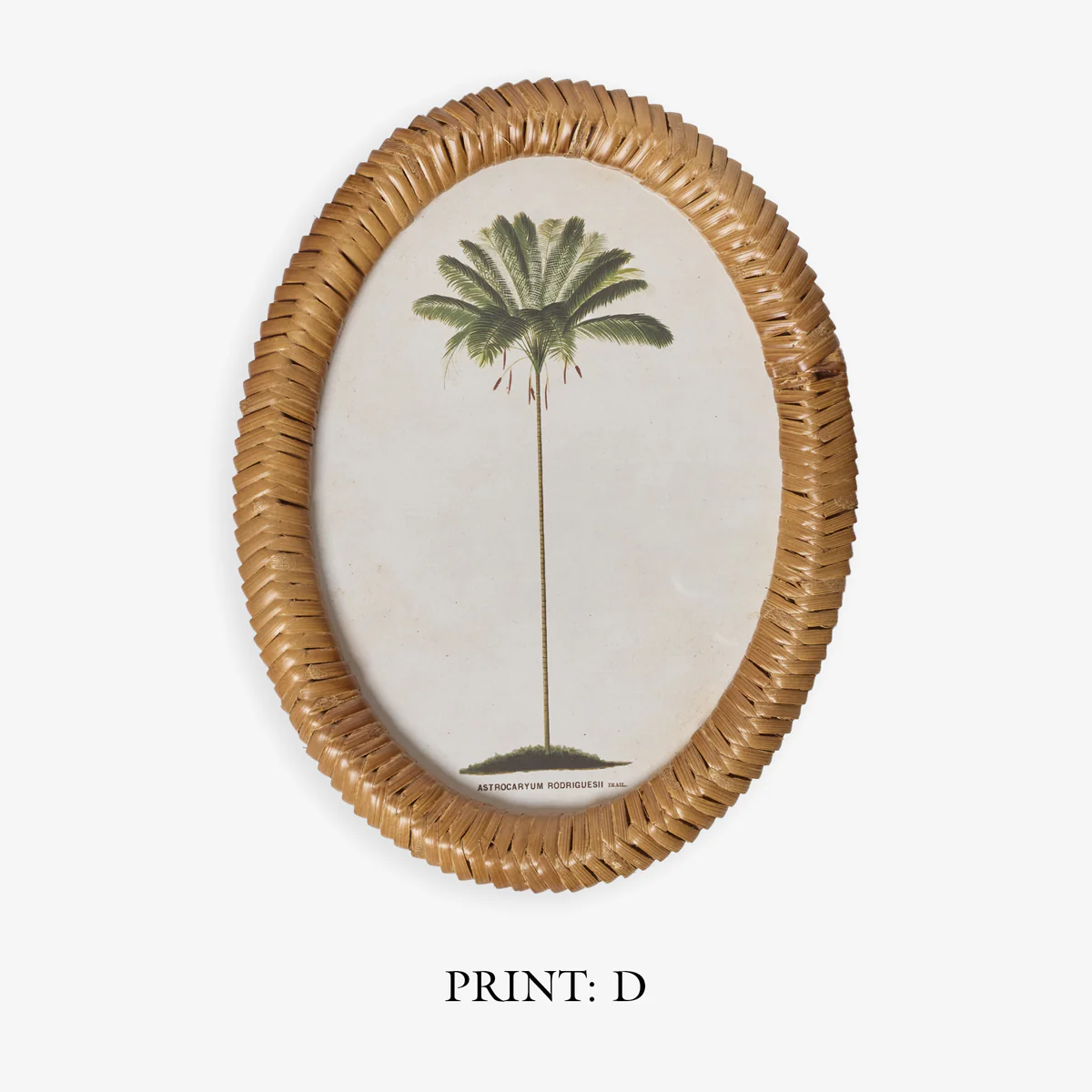 Palm Tree In Oval Rattan Frame (Print C) - Image 4