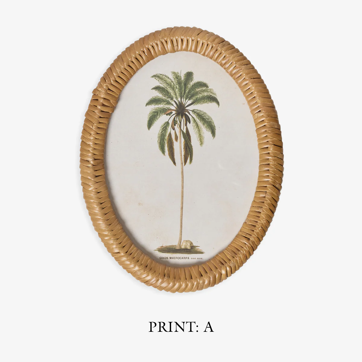 Palm Tree In Oval Rattan Frame (Print C) - Image 5