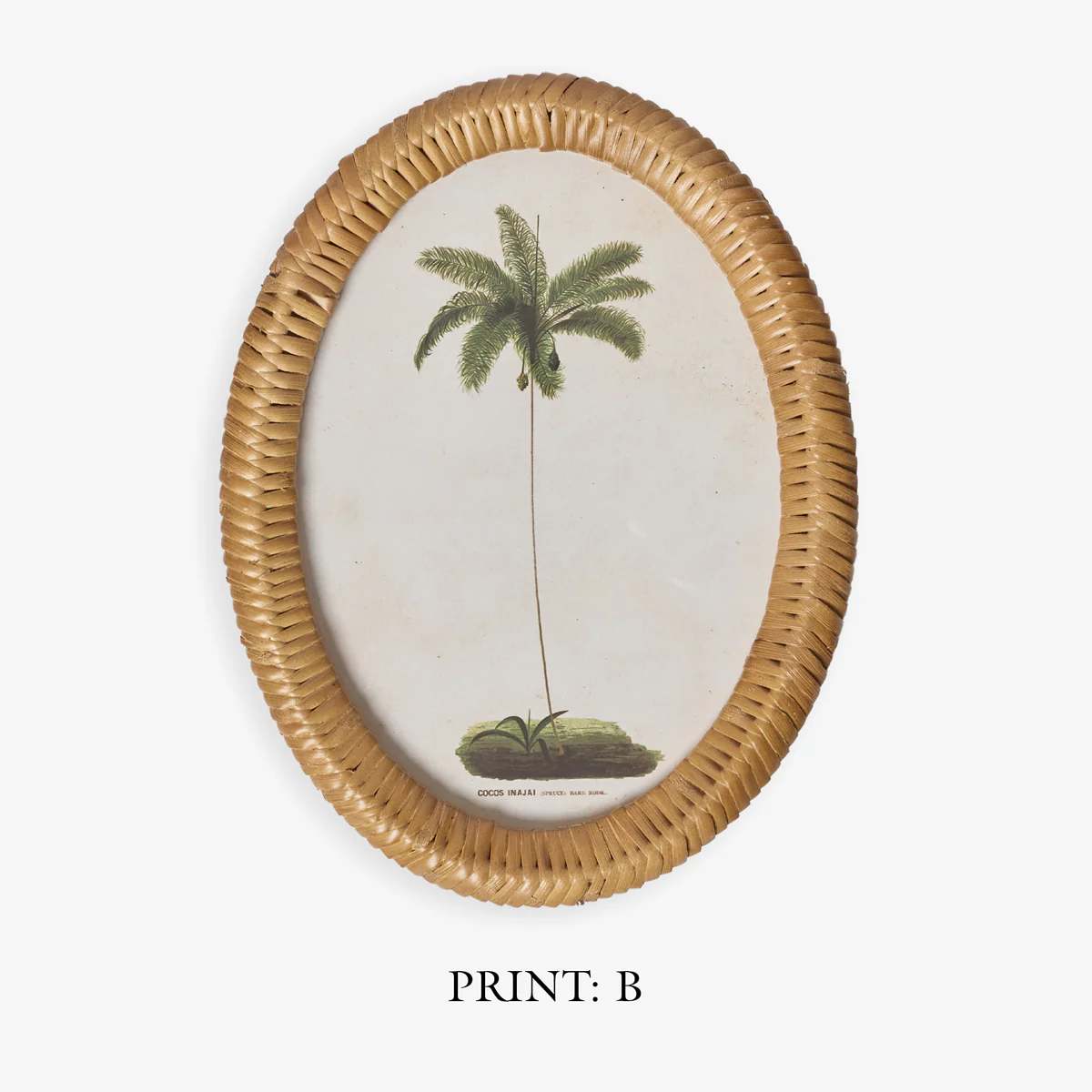 Palm Tree In Oval Rattan Frame (Print C) - Image 6