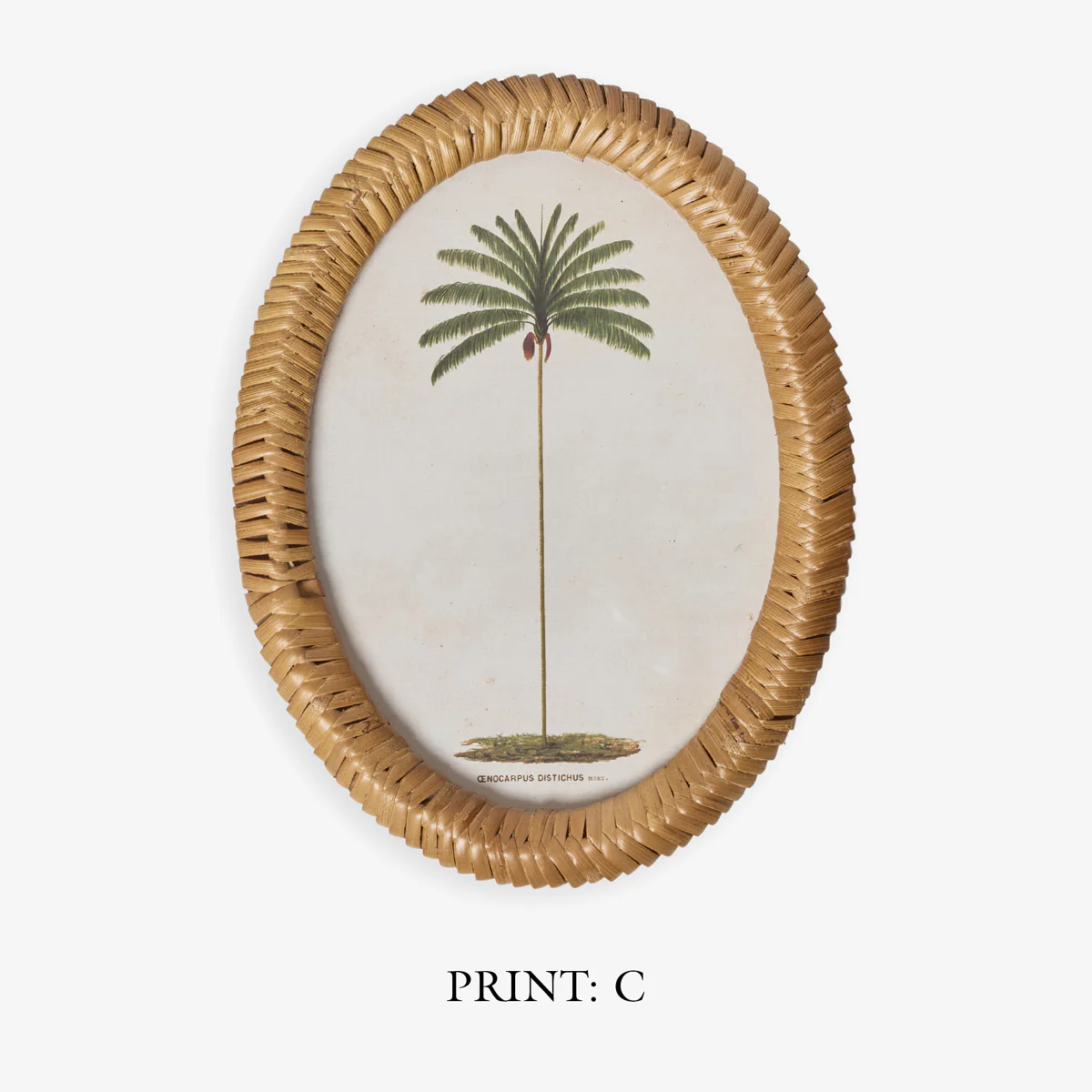 Palm Tree In Oval Rattan Frame (Print C) - Image 3