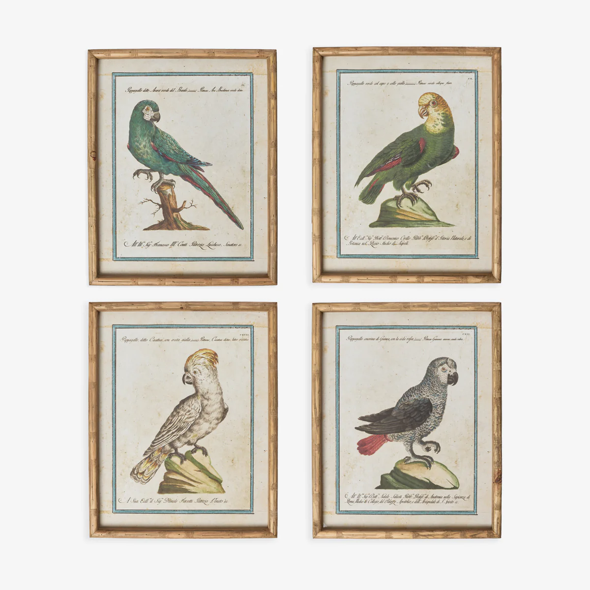 Parrot In Bamboo Frame (Print D) - Image 3