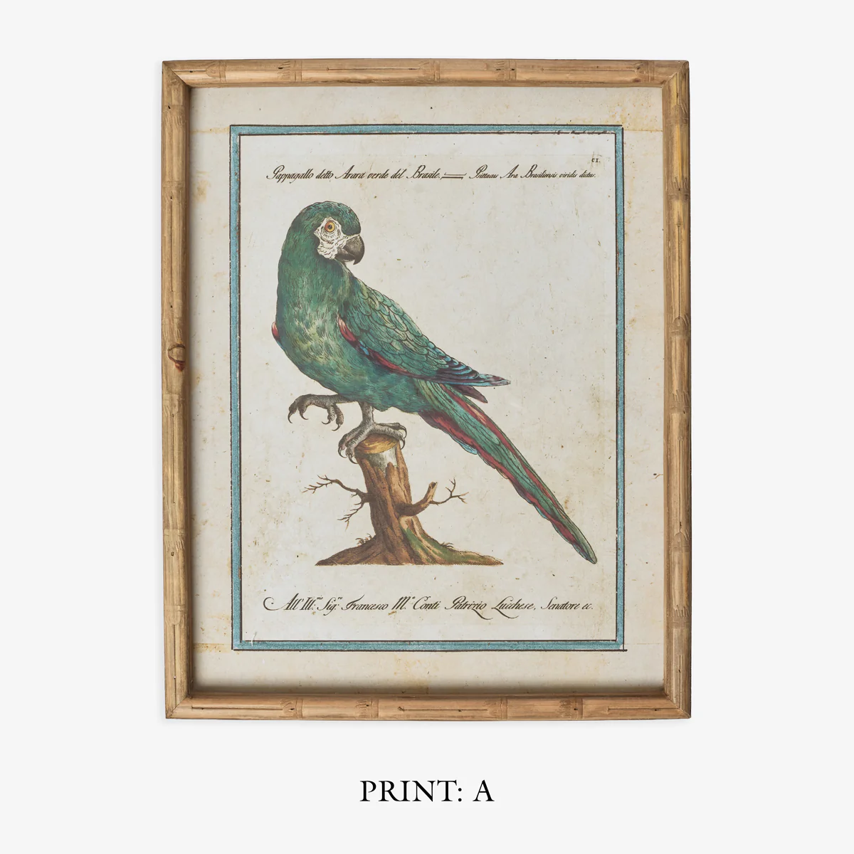 Parrot In Bamboo Frame (Print D) - Image 5
