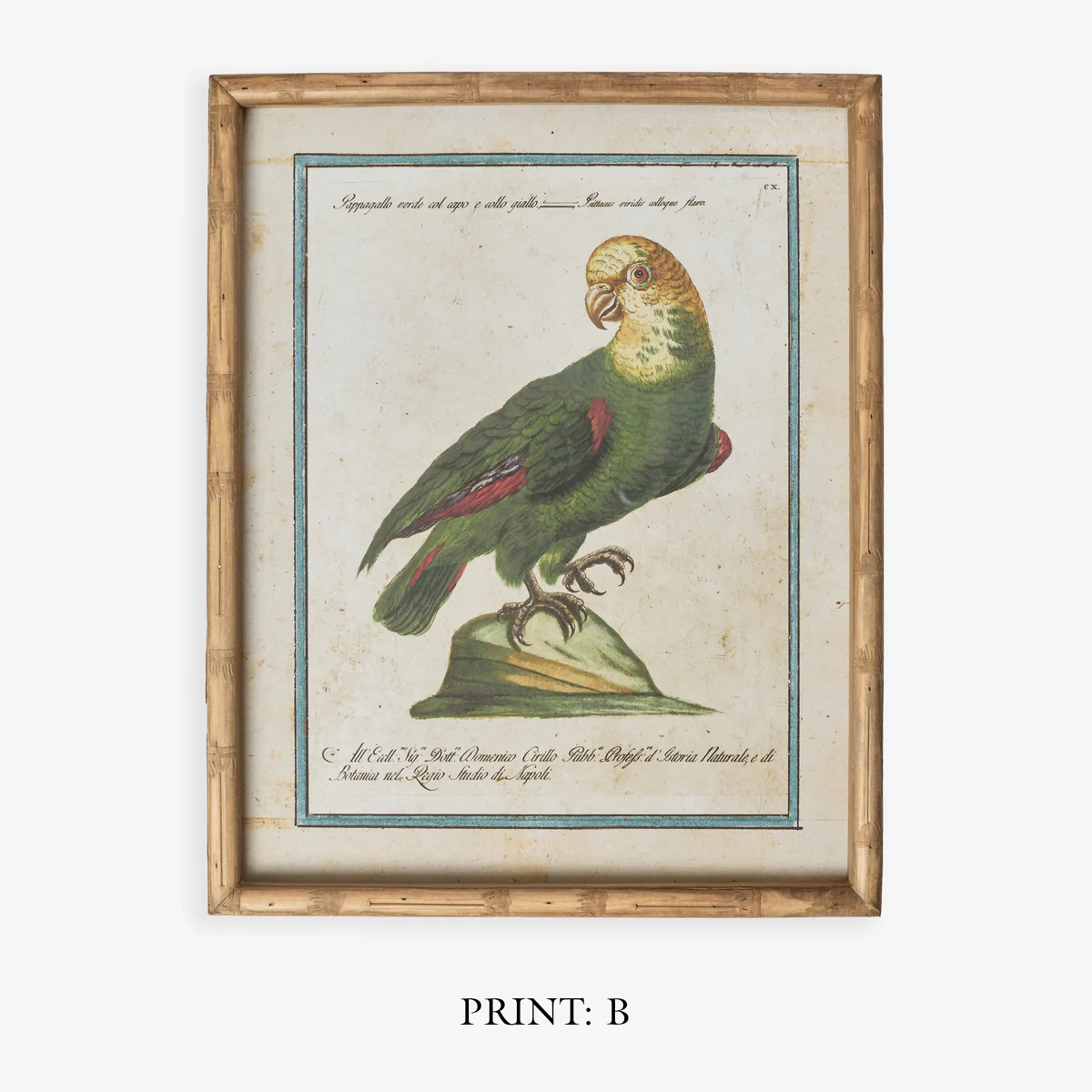 Parrot In Bamboo Frame (Print D) - Image 6