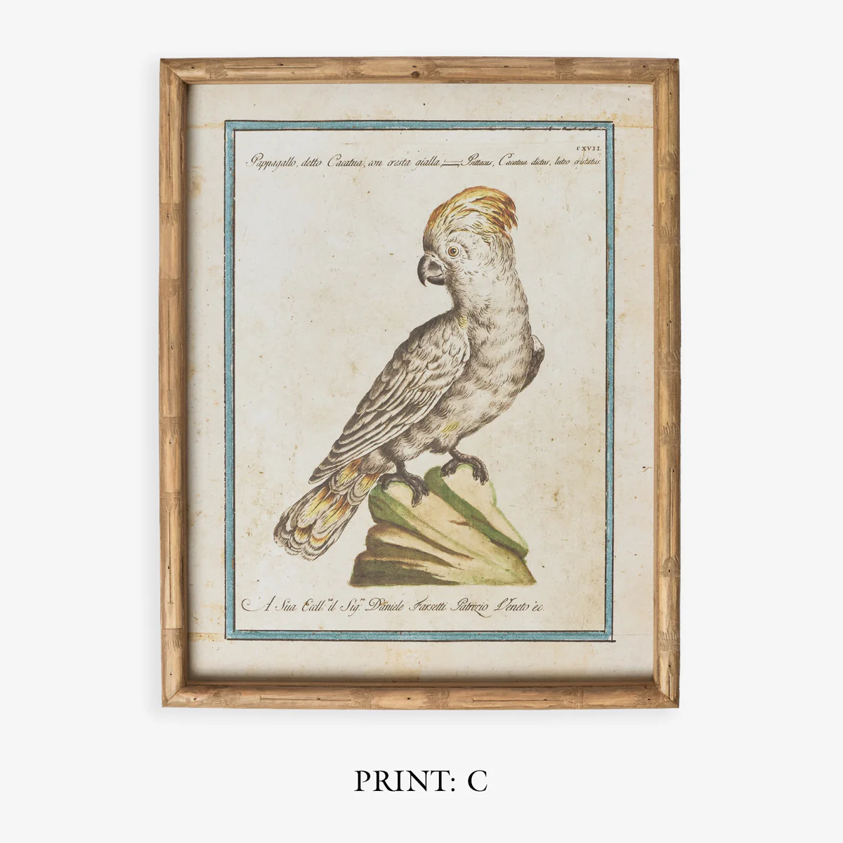 Parrot In Bamboo Frame (Print D) - Image 7