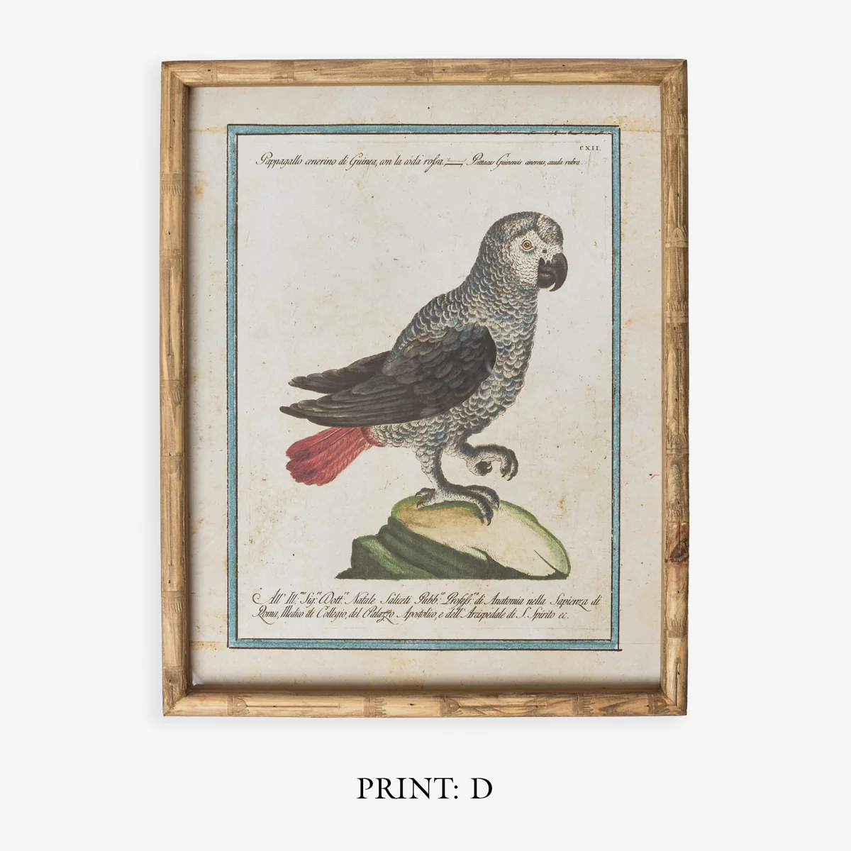 Parrot In Bamboo Frame (Print D) - Image 4
