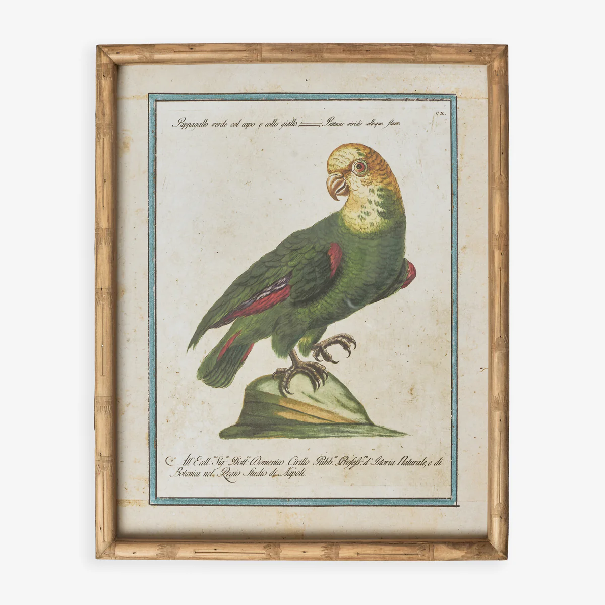 Parrot In Bamboo Frame (Print B)