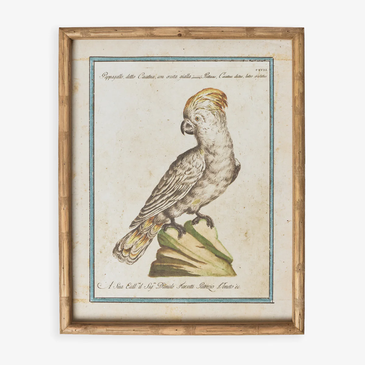 Parrot In Bamboo Frame (Print C)