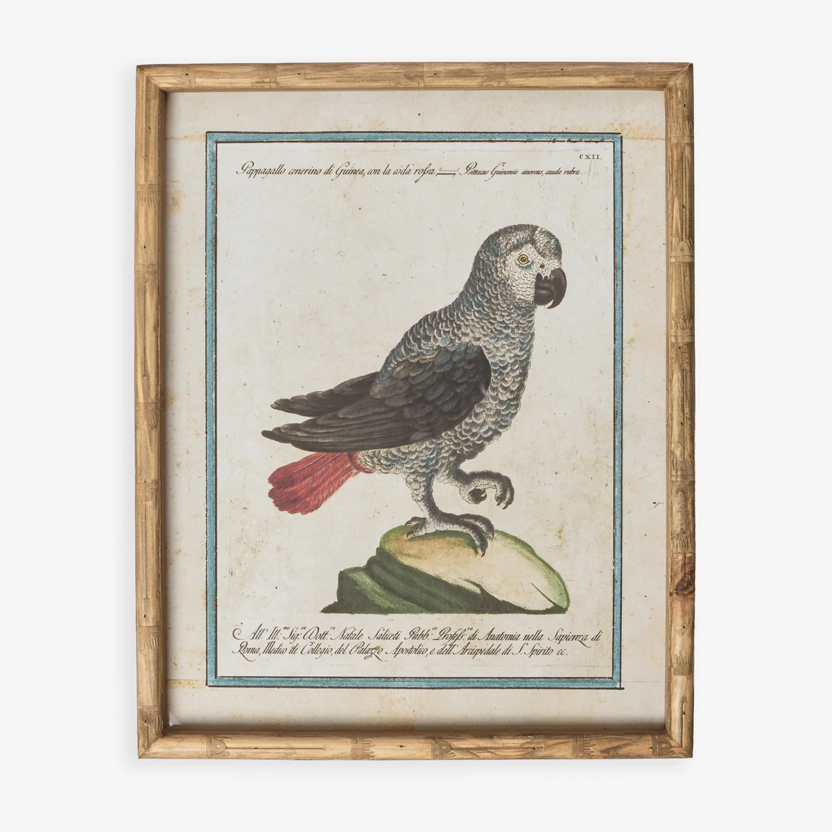 Parrot In Bamboo Frame (Print D)