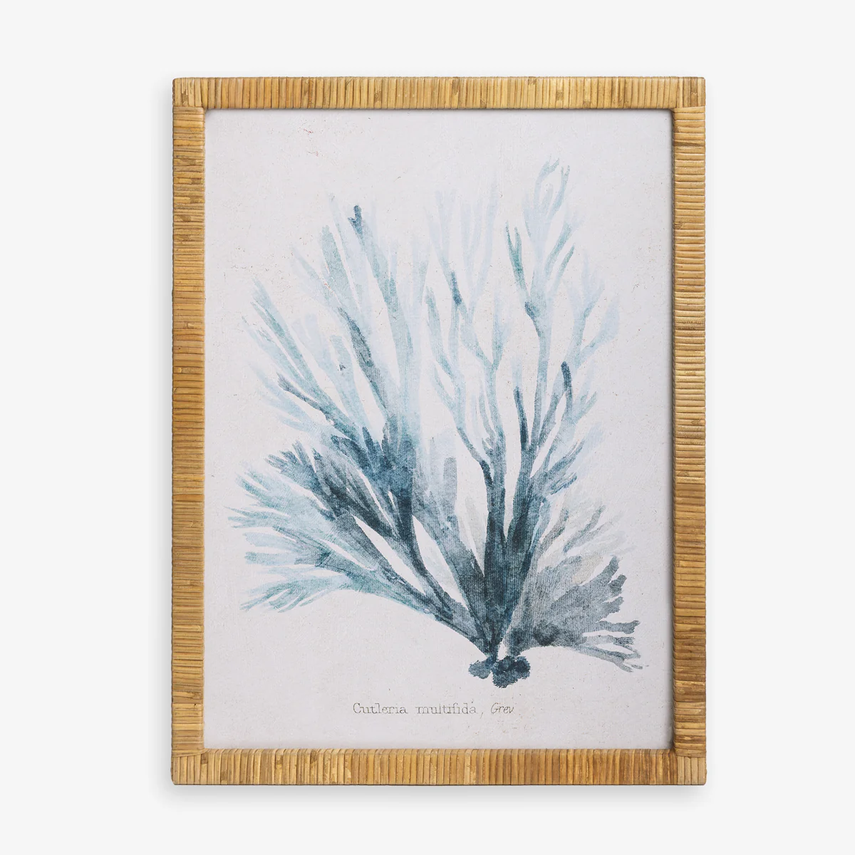 Seaweed Cutleria (Print 2)