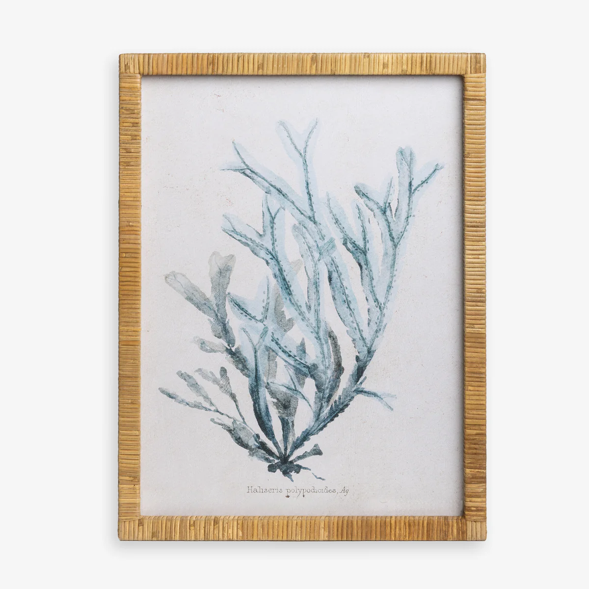 Seaweed Haliseris (Print 1)