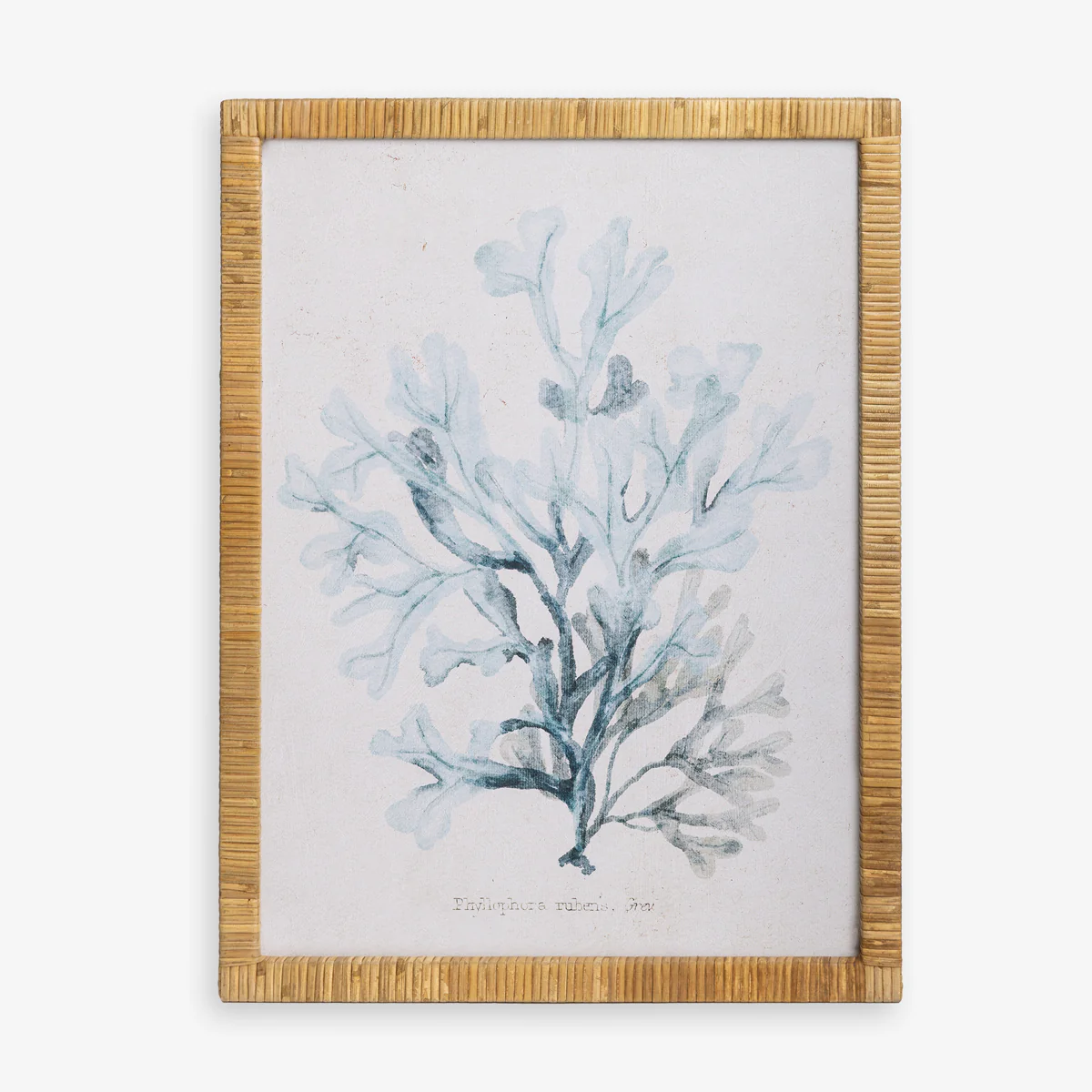 Seaweed Phyllophora (Print 4)