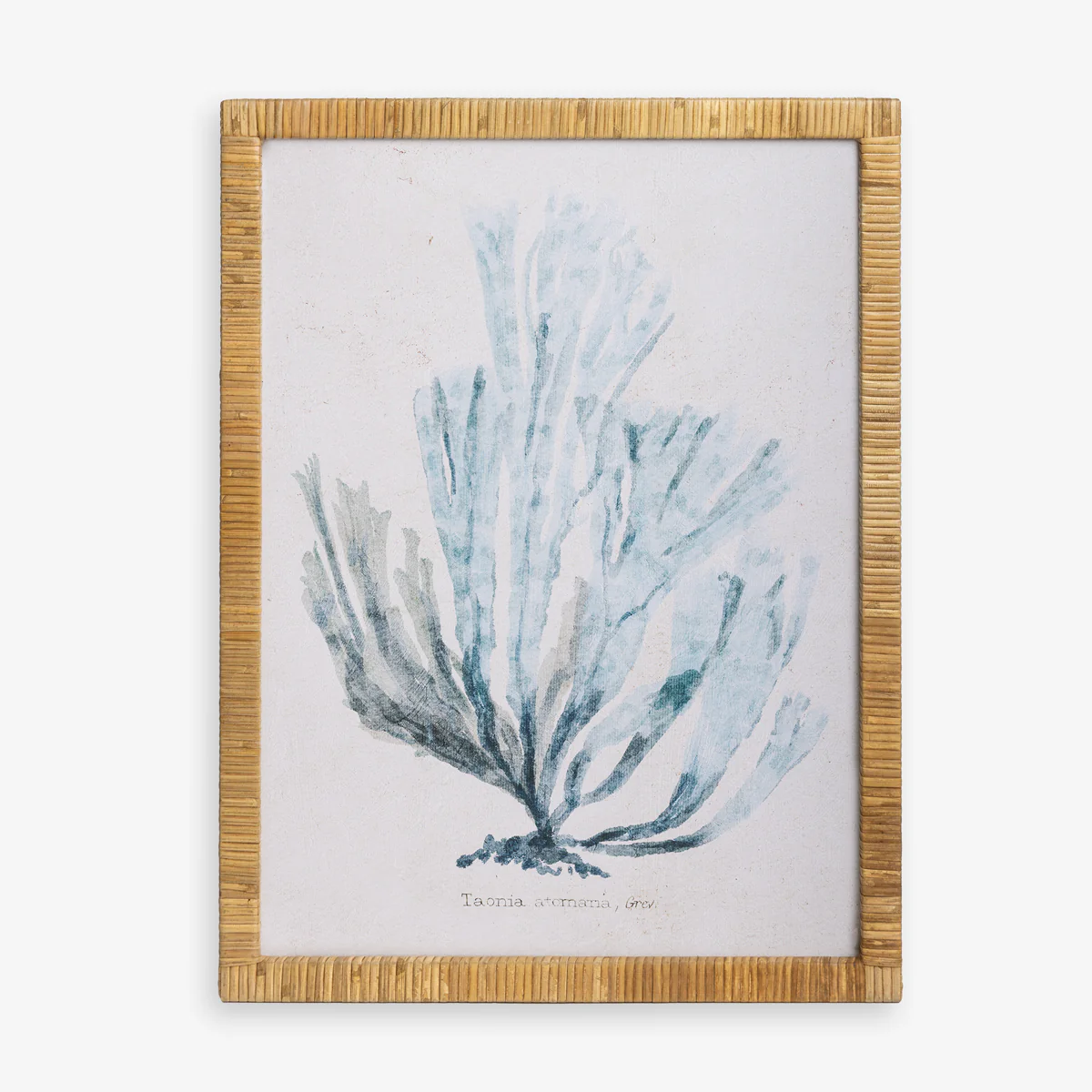 Seaweed Taonia (Print 3)