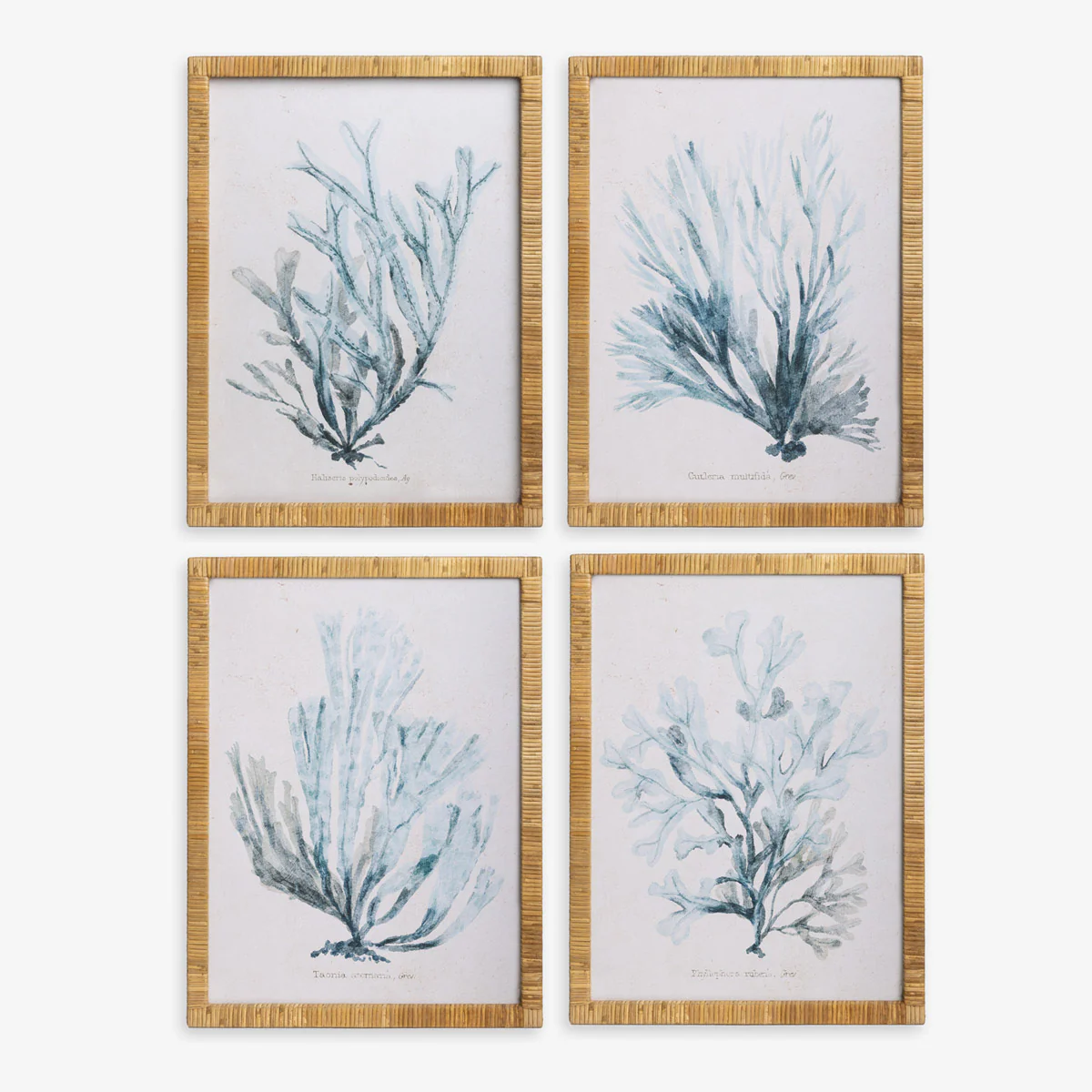 Seaweed Haliseris (Print 1) - Image 3