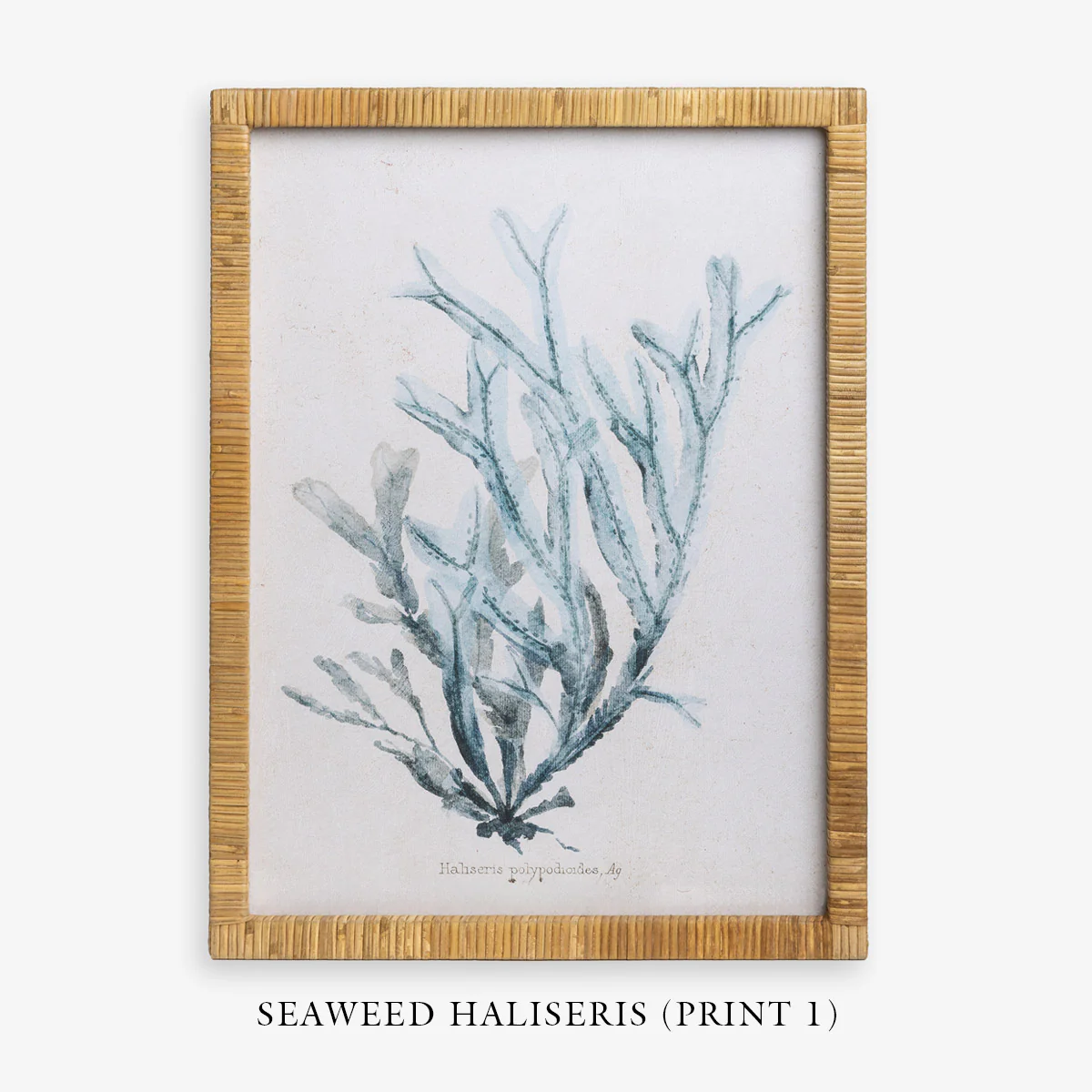 Seaweed Haliseris (Print 1) - Image 4