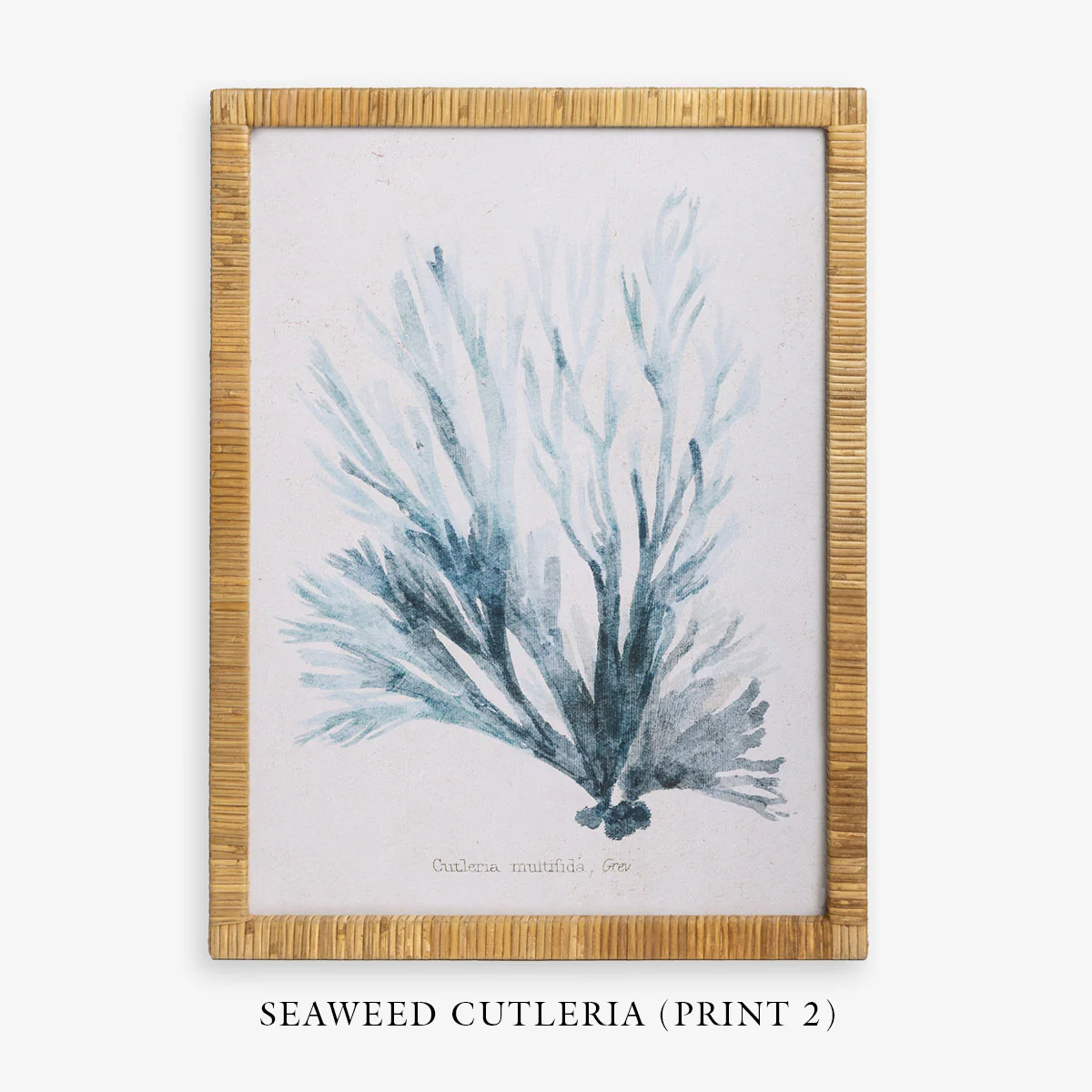 Seaweed Haliseris (Print 1) - Image 5