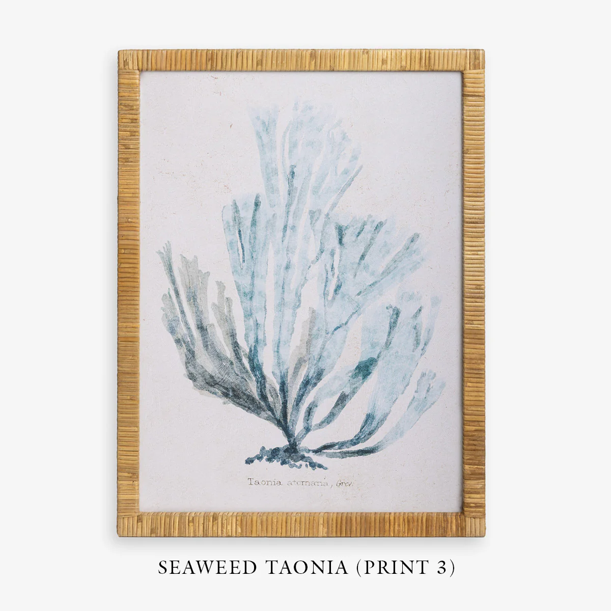 Seaweed Haliseris (Print 1) - Image 6