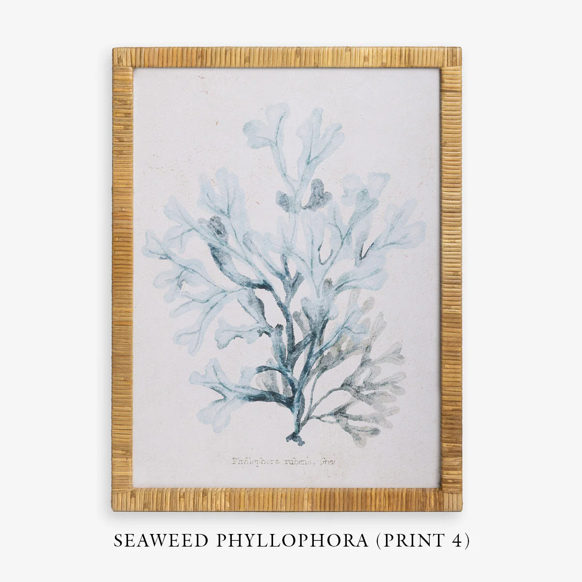 Seaweed Haliseris (Print 1) - Image 7