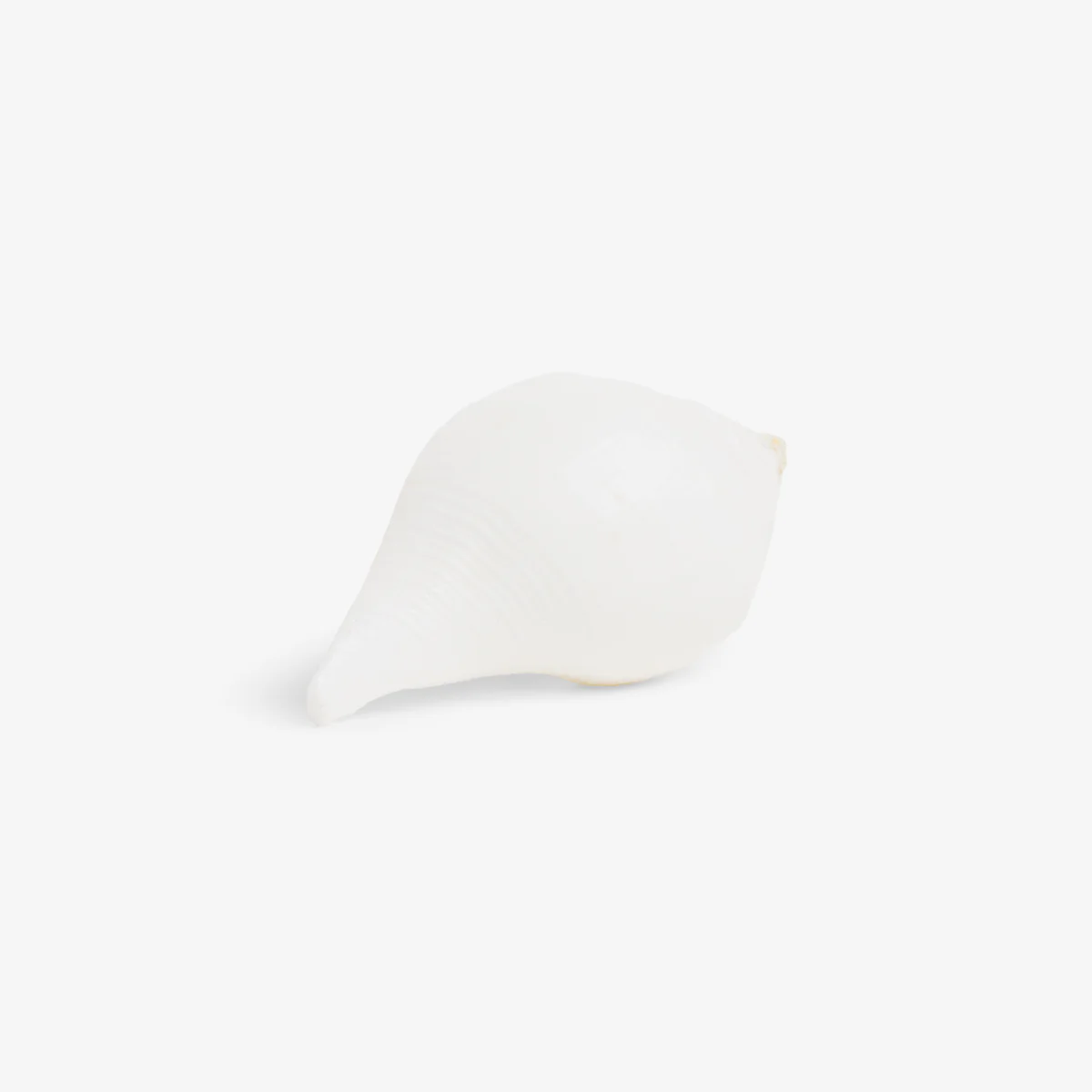 Shell Drawer Knob (Natural)