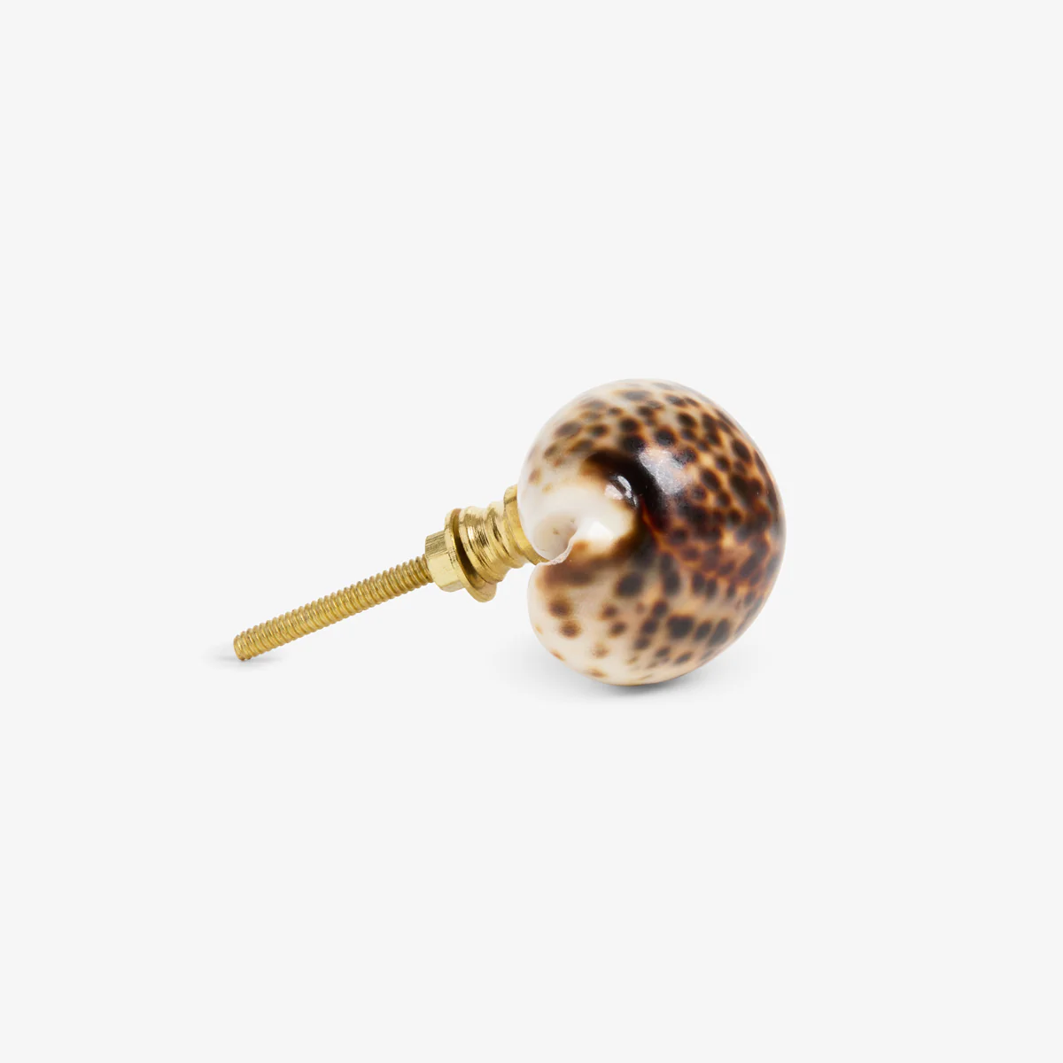 Shell Drawer Knob (Tortoiseshell) - Image 3